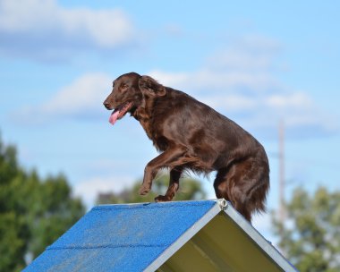  Flat-Coated Retriever at Dog Agility Trial clipart