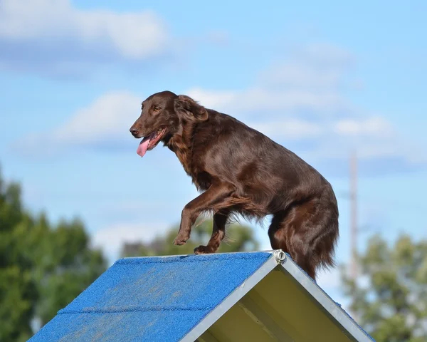 Retriever recubierto plano en prueba de agilidad del perro — Foto de Stock