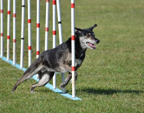 Mischlingshund bei Geschicklichkeitsprüfung — Stockfoto