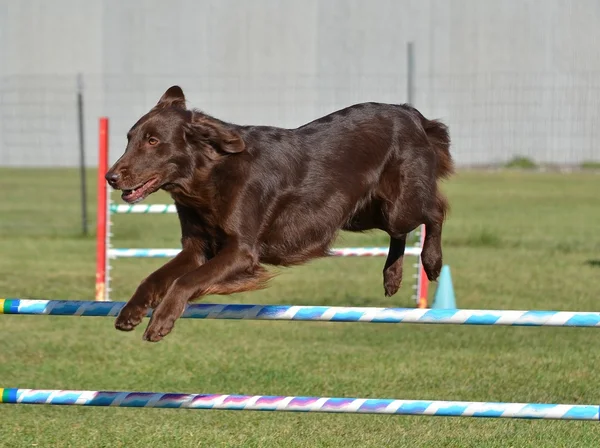 Mieszkanie - powlekany Retriever pies zwinność procesie — Zdjęcie stockowe