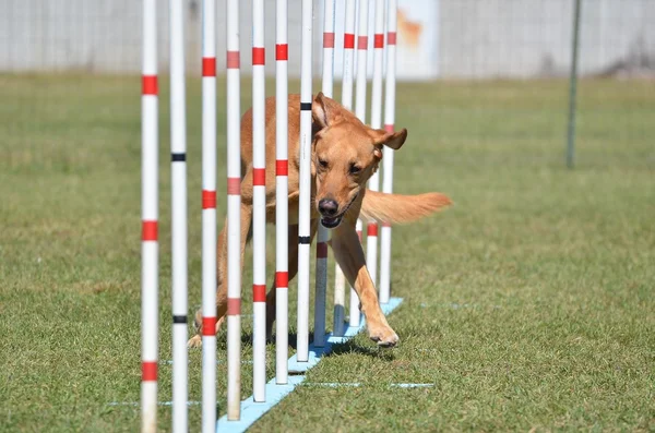 Yellow Labrador Retriever pies zwinność procesie — Zdjęcie stockowe