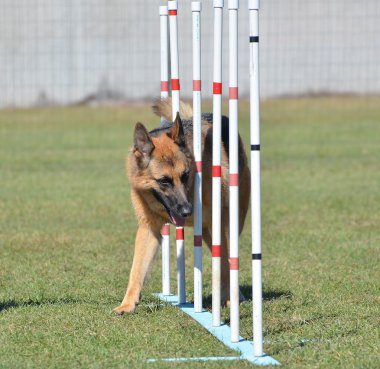 Alman çoban köpek çeviklik duruşmada