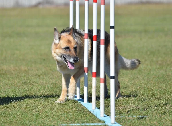 Alman çoban köpek çeviklik duruşmada — Stok fotoğraf