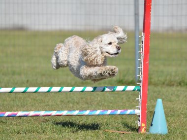 Amerikan Cocker Spaniel köpek çeviklik duruşmada