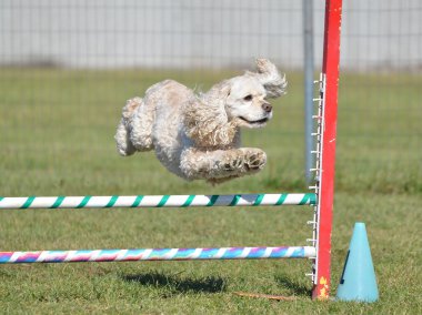 American Cocker Spaniel at a Dog Agility Trial clipart