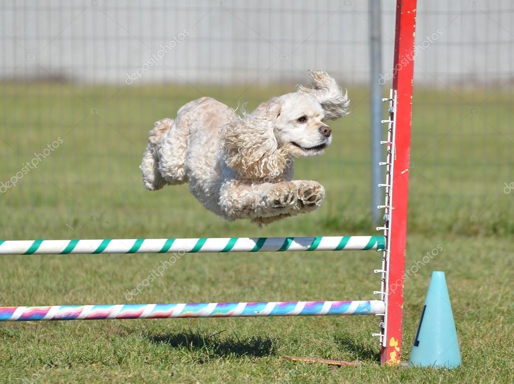 American Cocker Spaniel at a Dog Agility Trial Stock Photo by ©herreid