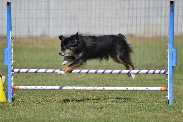 Miniatur-amerikanischer (ehemals australischer) Schäferhund bei Dog Agility Trial — Stockfoto