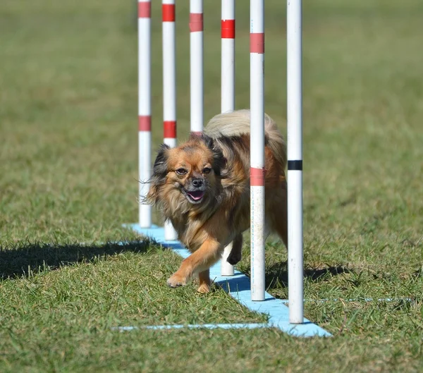 Długi płaszcz Chihuahua w pies zwinność Trial — Zdjęcie stockowe