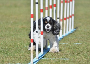 Amerikan Cocker Spaniel köpek çeviklik duruşmada