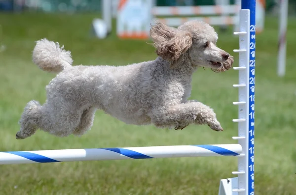 Poodle em miniatura no Dog Agility Trial — Fotografia de Stock