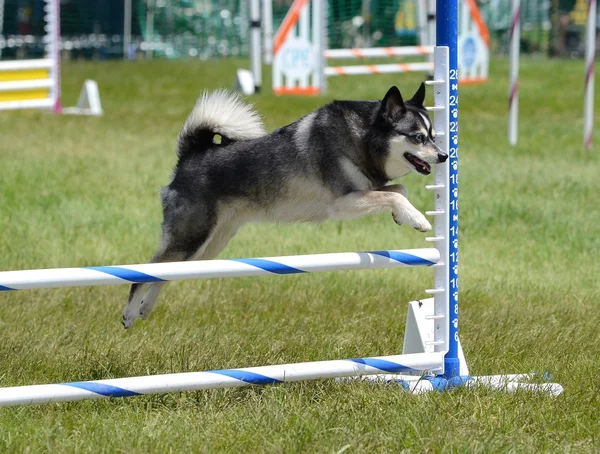 Alaskan klee kai bei dog agility trial — Stockfoto