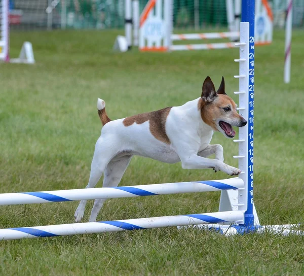 Terrier rata en prueba de agilidad del perro —  Fotos de Stock