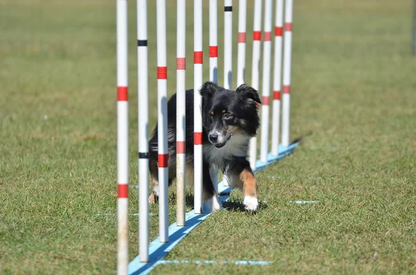 Miniature American (formerly Australian) Shepherd at Dog Agility Trial — Stock Photo, Image