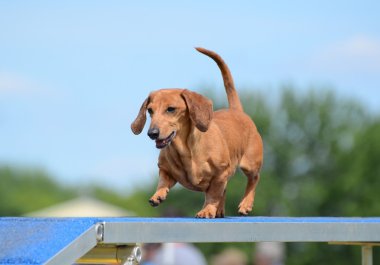 Dachshund Köpek çeviklik duruşmada