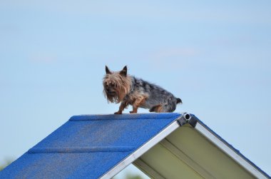 Yorkshire Terrier (Yorkie) bir köpek çeviklik duruşmada