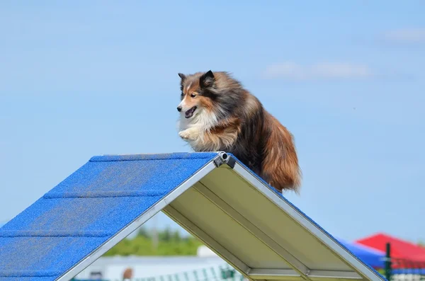 Shetland Sheepdog (Sheltie) bij hond Agility proef — Stockfoto