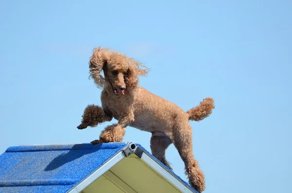 迷你贵宾犬狗敏捷性的审判 — 图库照片