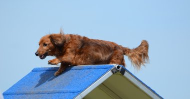 Dachshund at a Dog Agility Trial clipart