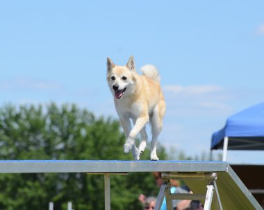 Bir köpek çeviklik duruşmada Norveç Buhund