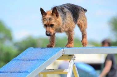 Avustralyalı korkunç bir köpek çeviklik duruşmada
