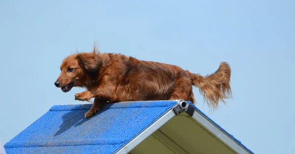 Dachshund Köpek çeviklik duruşmada — Stok fotoğraf