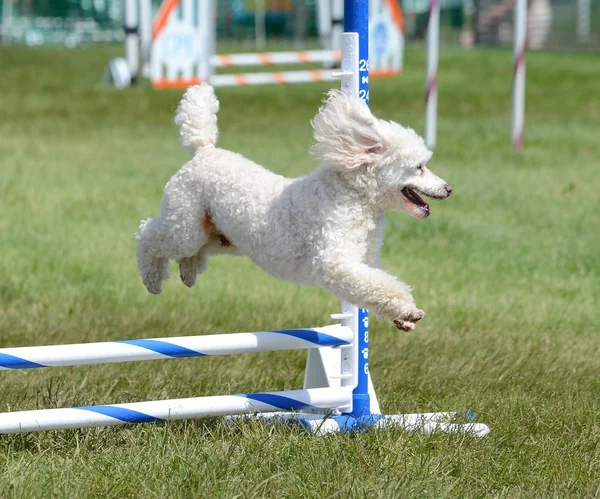 Poodle em miniatura em um ensaio de agilidade para cães — Fotografia de Stock