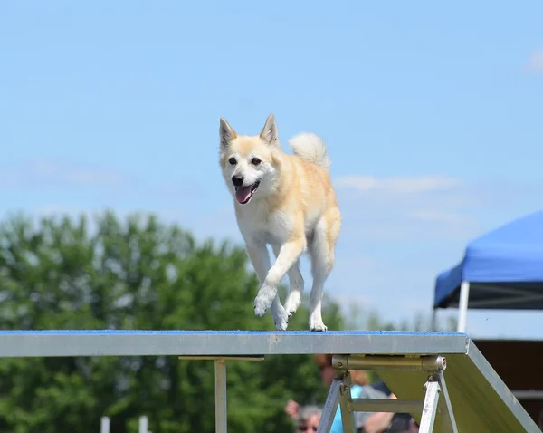 Buhund noruego en una prueba de agilidad para perros —  Fotos de Stock