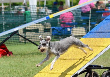Minyatür Schnauzer köpek çeviklik duruşmada