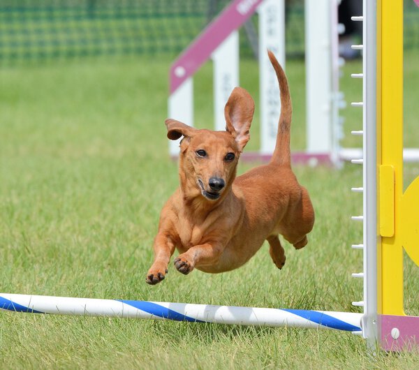 Dachshund at a Dog Agility Trial