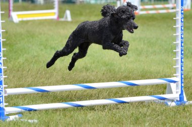 Minyatür kaniş köpek çeviklik duruşmada