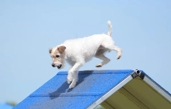 Jack Russell Terrier köpek çeviklik duruşmada — Stok fotoğraf
