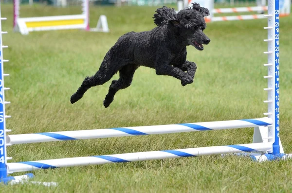 Poodle miniatura en una prueba de agilidad del perro — Foto de Stock