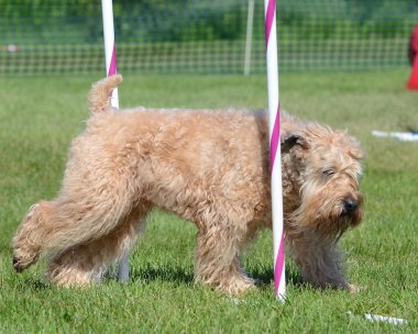 Yumuşak - kaplamalı Wheaten korkunç bir köpek çeviklik duruşmada
