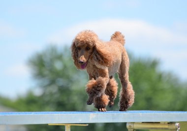 Minyatür kaniş köpek çeviklik duruşmada