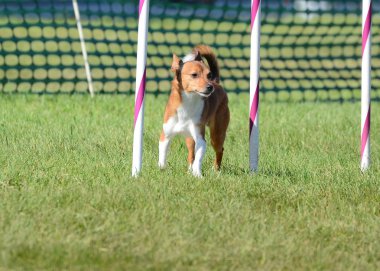 Portekizce Podengo Pequeno bir köpek çeviklik duruşmada