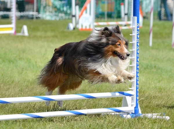 シェットランド ・ シープドッグ (シェルティー) 犬の敏捷性試験で — ストック写真