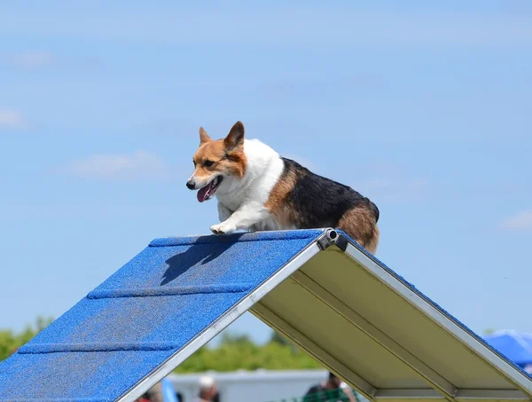 Pembroke Welch Corgi kutya Agility tárgyaláson — Stock Fotó