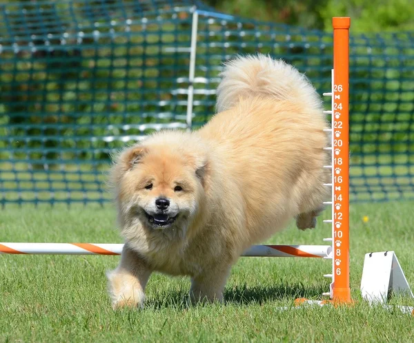 Chow Chow en una prueba de agilidad del perro —  Fotos de Stock