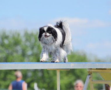 Japonca çene bir köpek çeviklik duruşmada