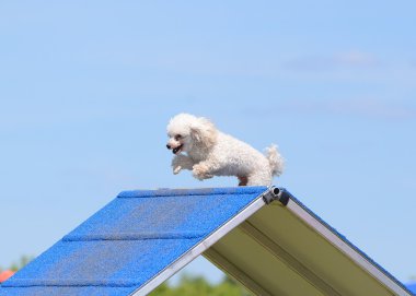 Oyuncak fino köpeği köpek çeviklik duruşmada
