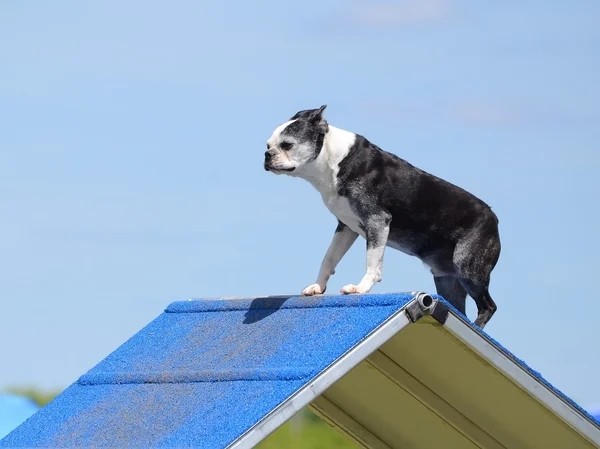 Boston Terrier en el Dog Agility Trial — Foto de Stock