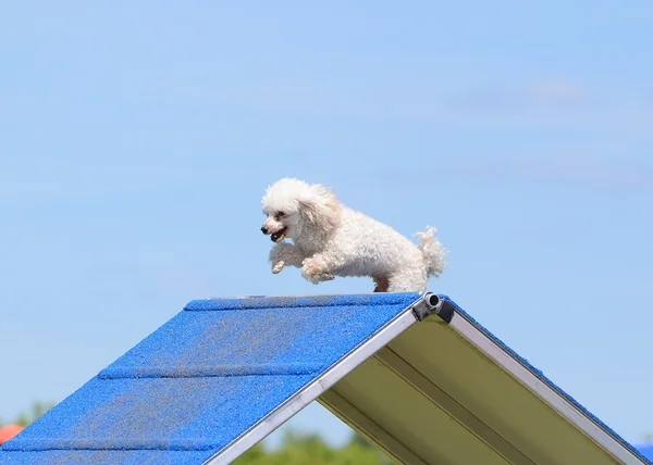 Juguete Poodle en una prueba de agilidad del perro — Foto de Stock