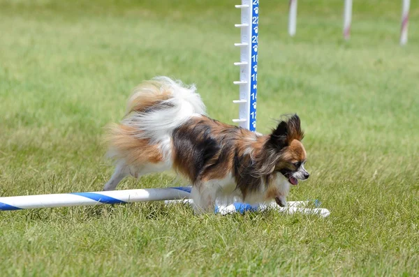 Papillon köpek çevikliği duruşmasında.