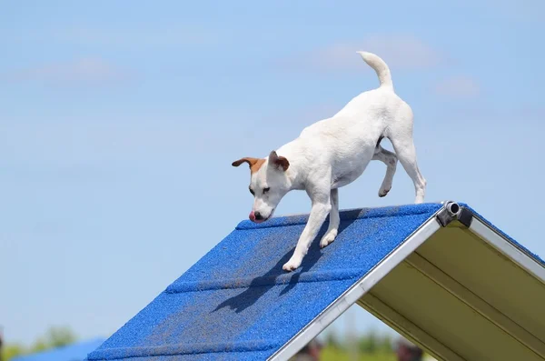 Jack Russell Terrier ในการทดลองความคล่องตัวของสุนัข — ภาพถ่ายสต็อก