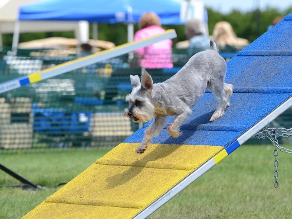 Minyatür Schnauzer köpek çeviklik duruşmada — Stok fotoğraf