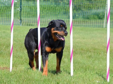 Rottweiler köpek çeviklik duruşmada
