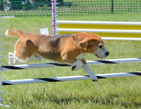 Beagle op een proef hondbehendigheid — Stockfoto