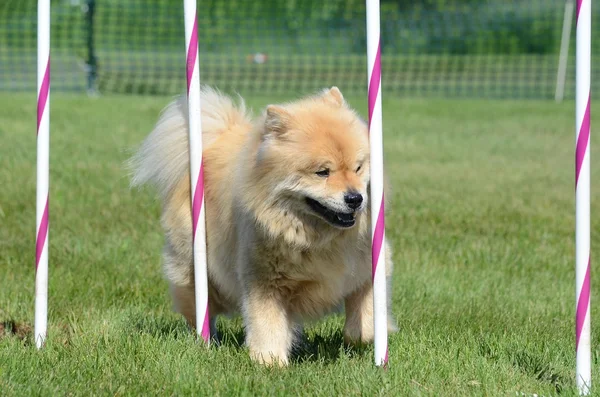 Chow Chow vid en hund Agility rättegång — Stockfoto