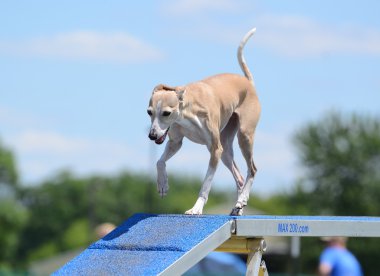 İtalyan Greyhound köpek çeviklik duruşmada