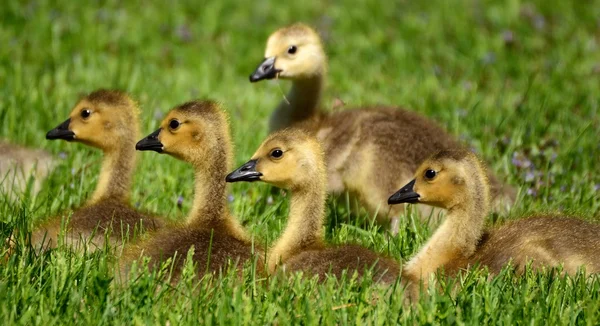 Canada Goose (Branta canadensis) Goslings — Stock Photo, Image